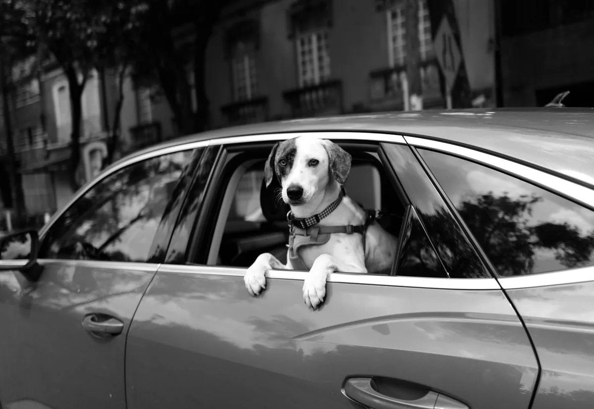 Perro viajando sujeto en el asiento trasero de un automóvil durante un viaje por carretera