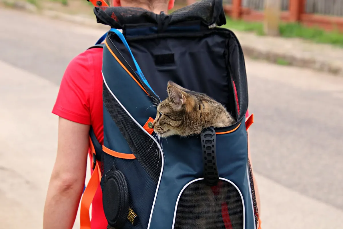 Gato atigrado asomándose desde una mochila transportadora en la espalda de su tutora