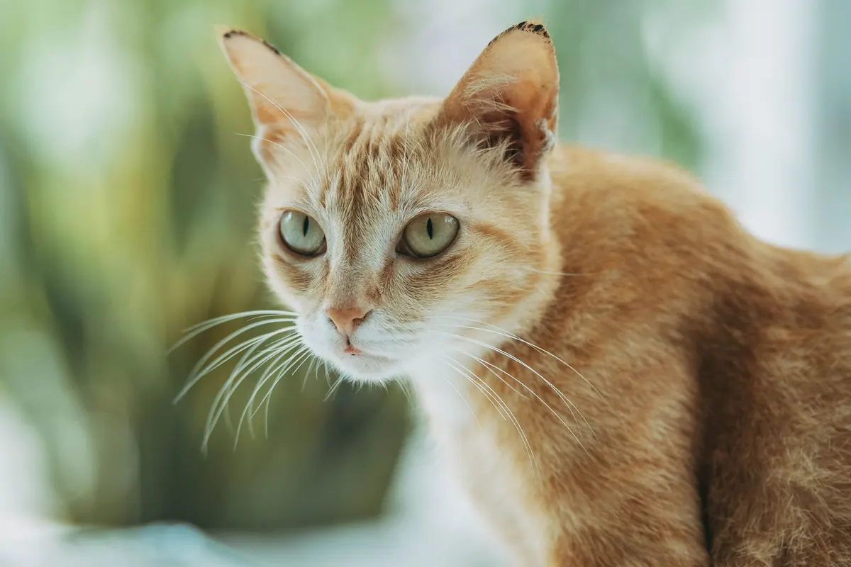 Gato joven junto a su caja de arena, símbolo de un cuadro de diarrea crónica felina