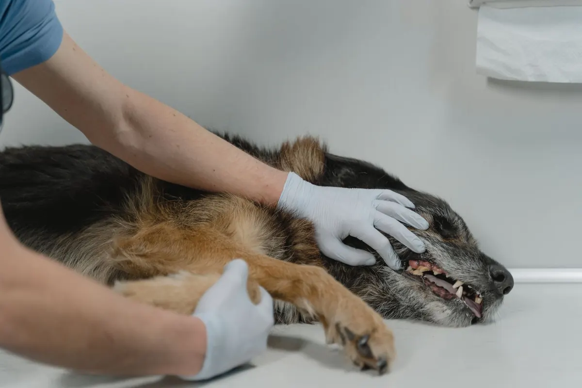 Médico veterinario revisando las encías de un perro decaído durante el examen clínico