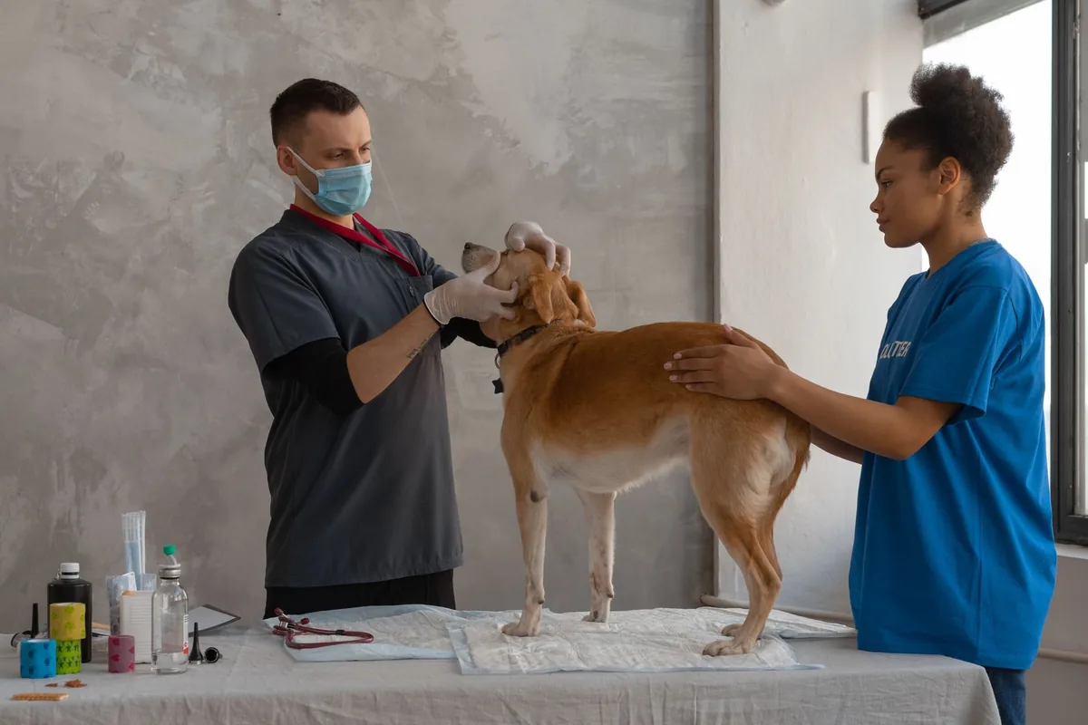 Médico veterinario examinando a un perro mestizo sobre la mesa de consulta durante una revisión clínica