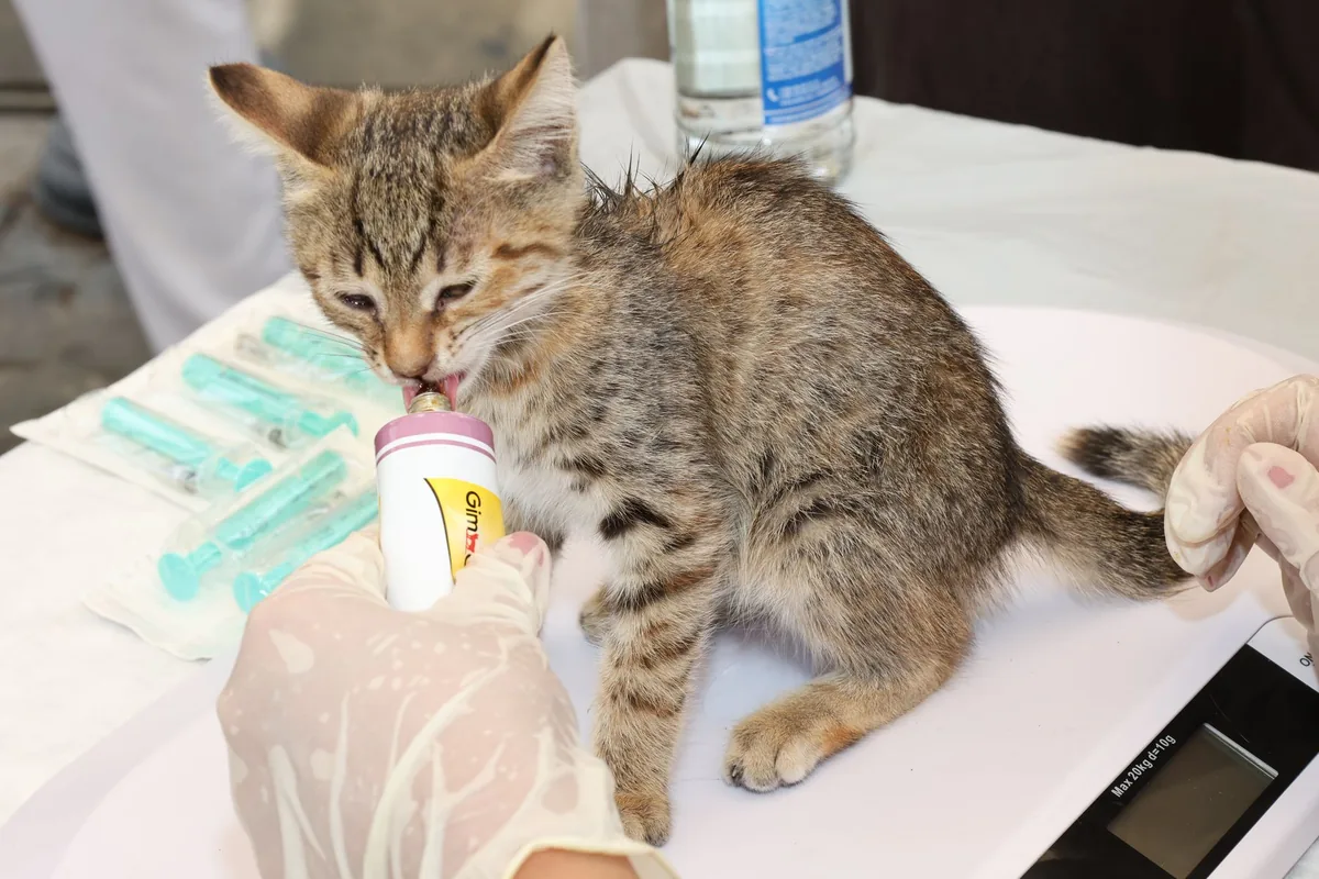 Médica veterinaria atendiendo en el box de urgencias de una clínica durante la noche