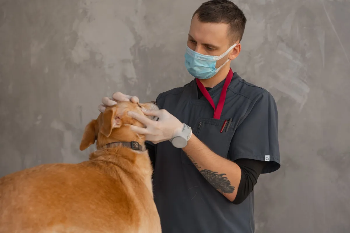 Médico veterinario revisando de cerca el ojo de un perro durante el examen oftalmológico