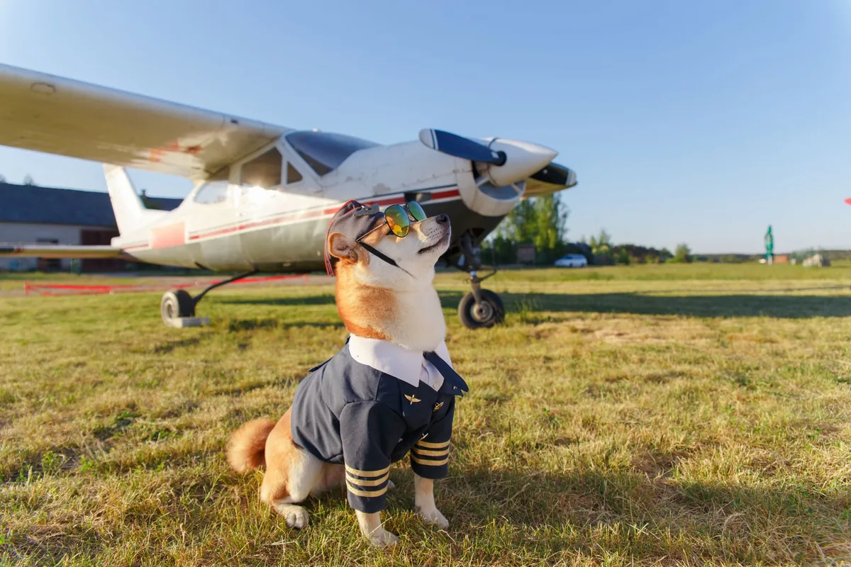 Perro dentro de un transportín listo para viajar en el aeropuerto
