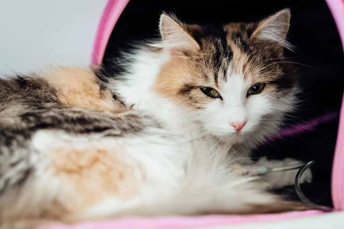 Gato siendo examinado por una médica veterinaria durante una consulta por vómitos