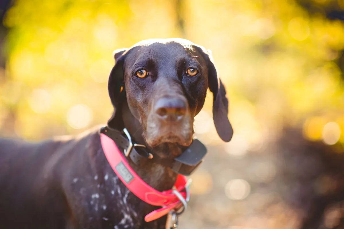 Perro con un collar inteligente con GPS y sensores de actividad durante un paseo