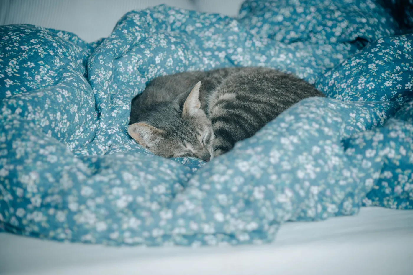 Gato durmiendo tranquilo durante su hospedaje en un hotel de mascotas con cuidado veterinario