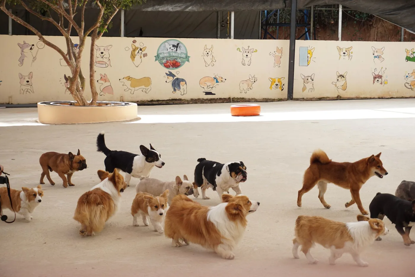 Perros jugando juntos en el patio de una guardería canina de día