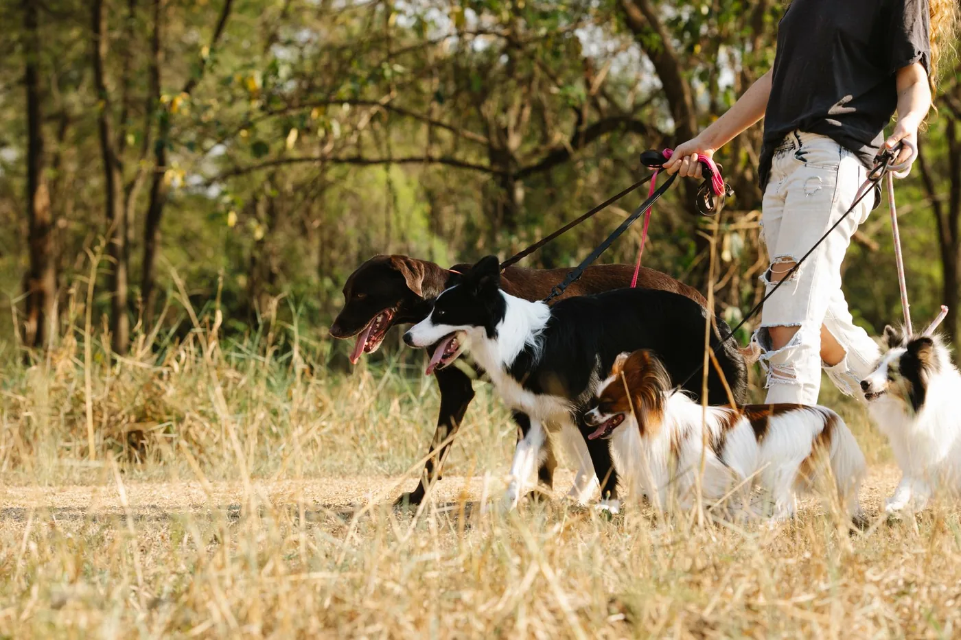 Paseadora caminando con varios perros durante la actividad de paseo del hotel canino