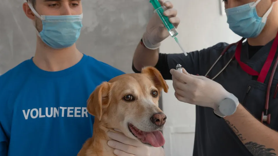 Veterinario vacunando a un perro con una jeringa