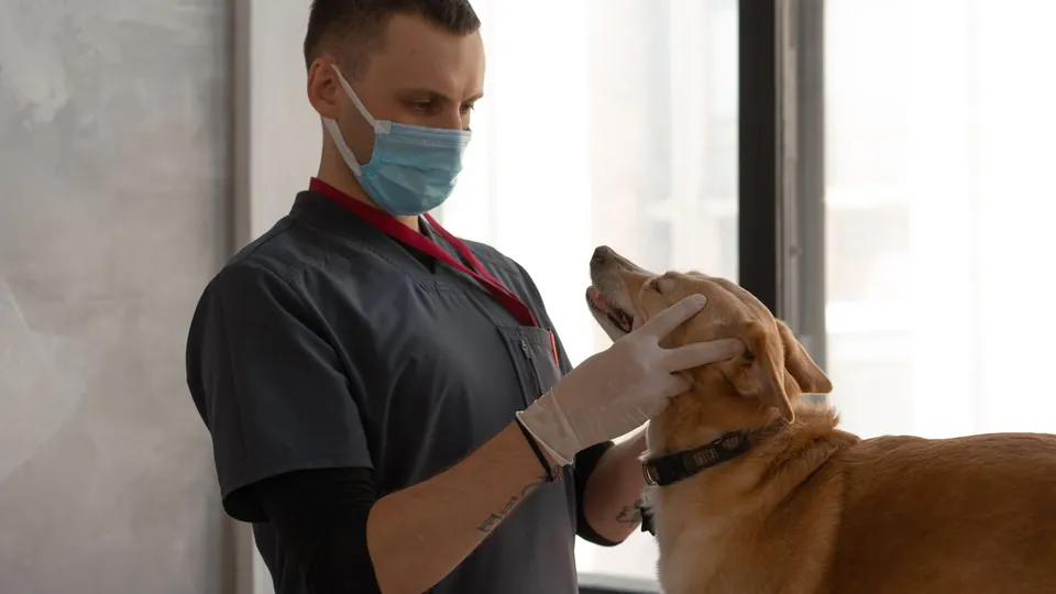 Veterinario revisando la ficha clínica de un perro en una tablet