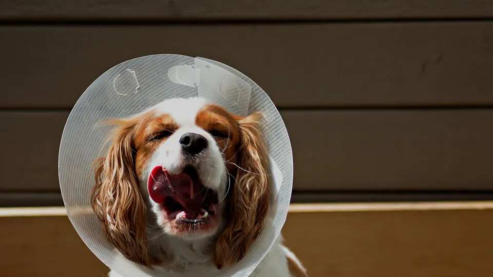 Perro convaleciente con collar isabelino en una clínica veterinaria