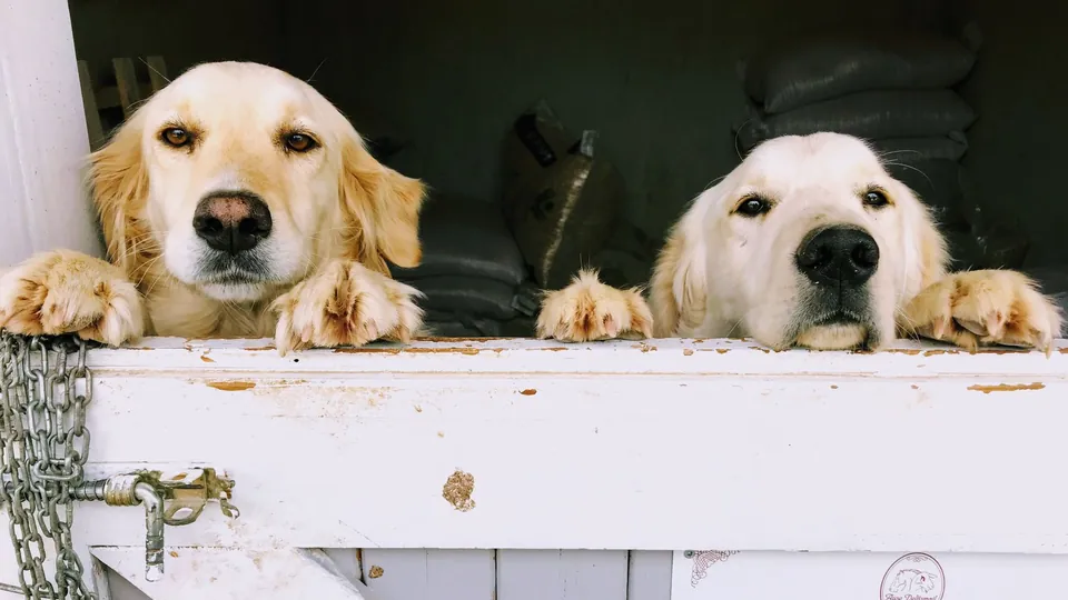 Perros asomados en un hotel canino