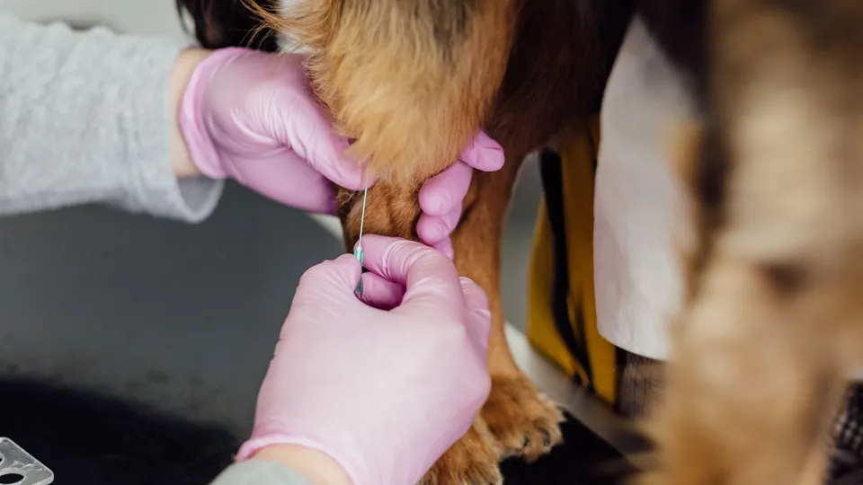 Veterinaria tomando una muestra de sangre a un perro