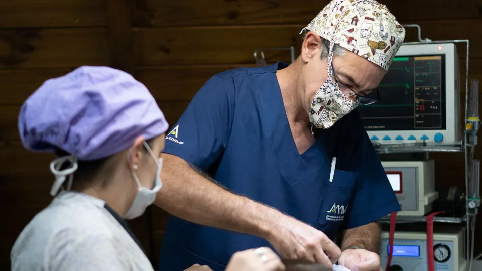 Equipo veterinario realizando una cirugía en pabellón