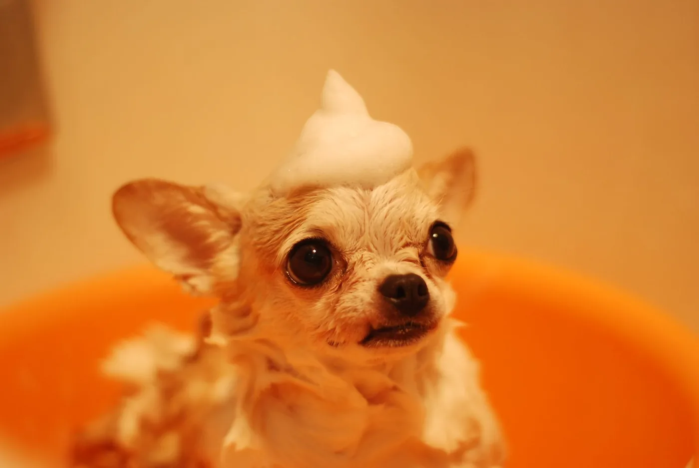 Perro pequeño con espuma de shampoo durante un baño en la peluquería de mascotas