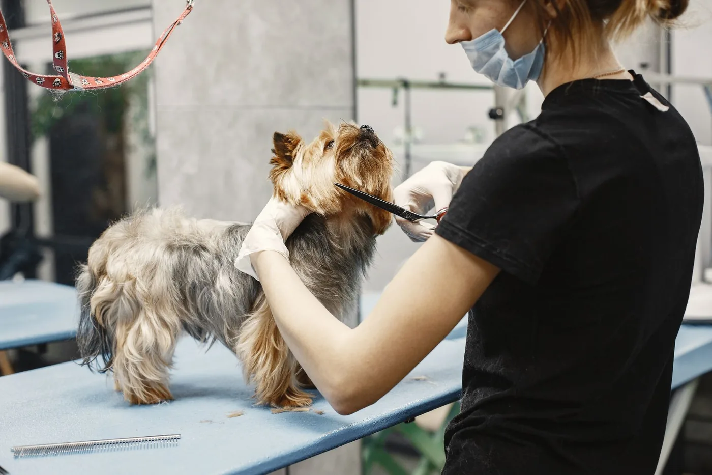 Peluquera canina realizando un corte de pelo a un perro en la peluquería de una clínica veterinaria