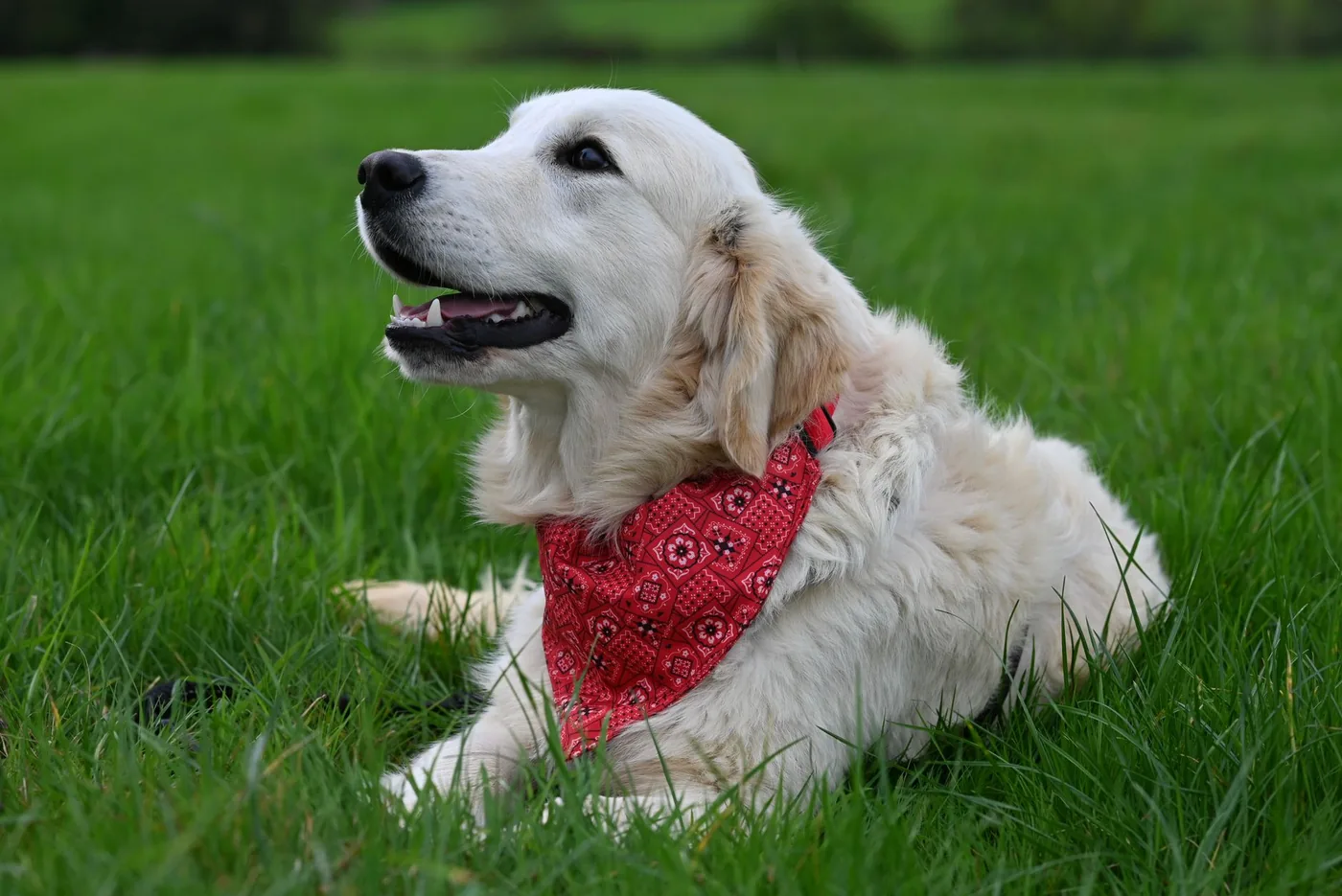 Perro feliz con bandana recién salido de la peluquería canina