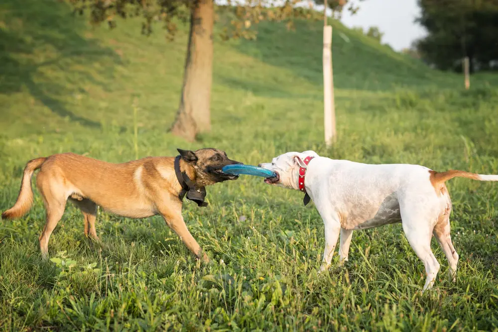 Perros jugando en el daycare de Ruffinn