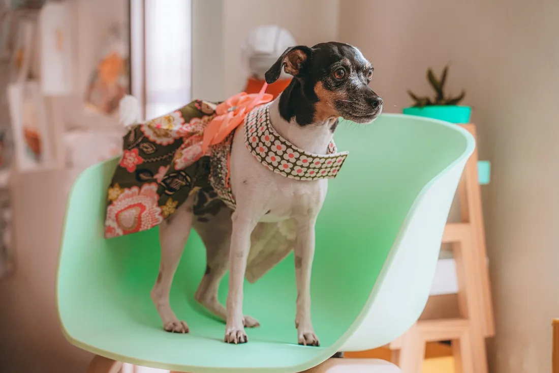 Lulú, integrante del equipo de apoyo emocional de Vet Friends Veterinaria